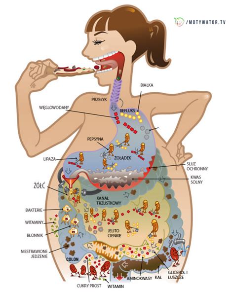 digestion porn|digestion Search